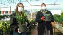 Süs Bitkileri Ve Kaktüs Üretimine Sevgililer Günü Dopingi Haberi