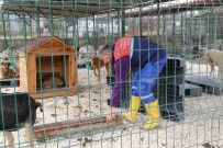 Hatay Büyükşehir Belediyesi, Yayladağı'na Yeni Hayvan Barınağı Açıyor Haberi
