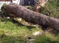 Kadıköy'de 100 Yıllık Ağaç Kesim Gerginliği Haberi