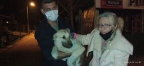 Yaralı Köpekler Özel İzinle İstanbul'a Tedavi İçin Götürüldü