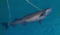 Antalya'da Denizde Köpek Balığı Ölüsü Bulundu Haberi