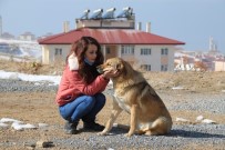 Kısıtlamada Sokak Hayvanları Unutulmadı