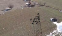 Elazığ'da Domuz Sürüsü Drone İle Görüntülendi