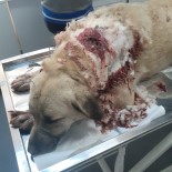 Havran'da Bekçi Köpeğini Tüfekle Vurdular