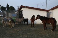 Hayvan Barınağının Davetsiz Misafirleri