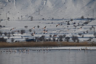 (Özel) Yaz Aylarında Van'a Gelen Flamingolar, Kışı Van Gölü'nde Geçiriyor