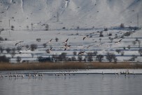 (Özel) Yaz Aylarında Van'a Gelen Flamingolar, Kışı Van Gölü'nde Geçiriyor Haberi