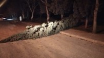 Şiddetli Fırtına Manisa'da 15 Metrelik Ağacı Devirdi Haberi