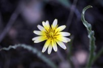 Ünal'dan Sanal Fotoğraf Sergisi