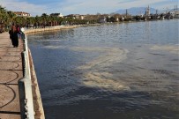 Vatandaşların Kirlilik Sandığı İzmit Körfezi'ndeki Tabakanın Sebebi Bambaşka Çıktı