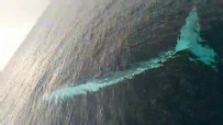 Balıkçıların kamerasına 15 metrelik oluklu balina takıldı