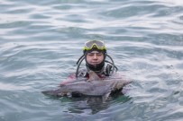 Denize Bırakılan Atıl Ağlar Köpek Balığı Yavrusunun Ölümüne Neden Oldu Haberi