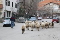 Evin Önünden Kaçan Koyunlar Karayoluna İndi