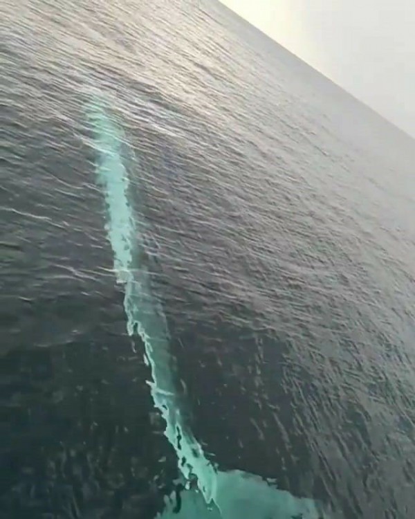 Balıkçıların kamerasına 15 metrelik oluklu balina takıldı