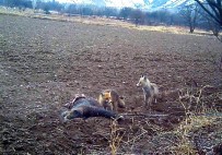 Erzincan'da Yaban Hayatı Fotokapanla Görüntüleniyor