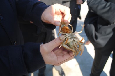 Eğirdir Gölü'nde Kaçak Avlanan 250 Kilo Kerevit Tekrar Göle Bırakıldı