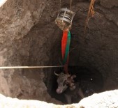 Elazığ'da 14 Metrelik Kuyuya Düşen Gebe İnek, 1 Saatlik Çalışmayla Kurtarıldı