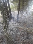 Ormanda 5 Farklı Noktada Yangın Çıktı, 1 Kişi Gözaltına Alındı Haberi