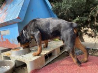 (Özel) Tren İstasyonunda Ayağı Kopan Köpek Sağlığına Kavuştu