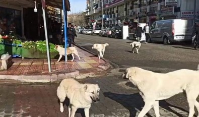 Siirt'te Grup Halinde Gezen Başıboş Köpekler Vatandaşları Korkutuyor
