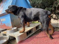 Tren İstasyonunda Ayağı Kopan Köpek Sağlığına Kavuştu