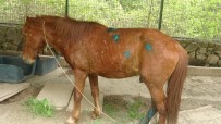 Yaralı Yılkı Atına Marmaris Belediyesi Sahip Çıktı Haberi
