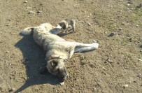 Ankara'da 22 Köpek Zehirlenerek Öldürüldü Haberi
