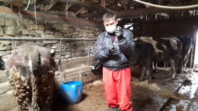 Büyükbaş Hayvanlar Şap Ve LSD Hastalığına Karşı Aşılanıyor