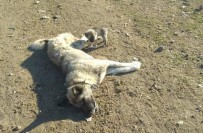 Polatlı'da 22 Köpek Zehirlenerek Öldürüldü Haberi