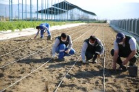 Taşköprü Sarımsağı Aydın Büyükşehir Belediyesi'nin 'Aydın Çiftçi Merkezi'nde Hayat Buluyor Haberi