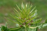 Bilim Literatürüne 'Anatolia' Adında Alt Cins Bitki Kazandırıldı