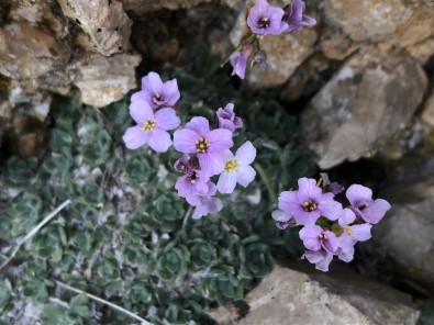 Erzincan 500 Dolayında Endemik Bitkiye Ev Sahipliği Yapıyor