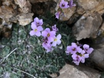 Erzincan 500 Dolayında Endemik Bitkiye Ev Sahipliği Yapıyor Haberi