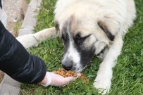 Gölbaşı Belediye Başkanı Şimşek Açıklaması 'Sokak Hayvanlarımıza Dokunanlar Karşılarında Bizi Bulacak'