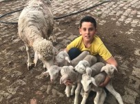 Koyun Tek Batında 6 Yavru Doğurdu
