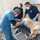 Kurt Saldırısına Uğrayan Çoban Köpeği Tedavi Altına Alındı Haberi