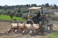 Tarsus Belediyesi, Yerli Ayçiçeği Tohumlarını Toprakla Buluşturdu Haberi