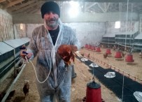 Yumurta Tavukçuluğuna İlgi Artıyor