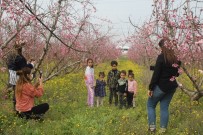 Badem Ağaçları Çiçek Açtı Vatandaşlar Bahçelere Akın Etti Haberi