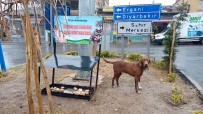 Dicle Kaymakamlığı, Sokak Hayvanları İçin Beslenme Noktası Oluşturdu Haberi
