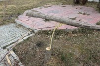 Edremit'te Ağaçları Kesip Van Gölü'ne Attılar