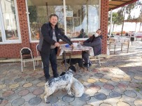İznik'te Köpeklere Kuduz Aşısı Haberi