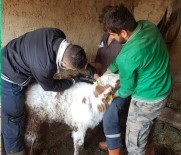 Köylerde Büyükbaş Hayvanlara Aşı Çalışmaları Haberi
