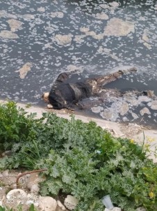 Mersin'de Su Kanalında Erkek Cesedi Bulundu