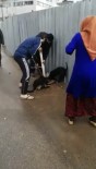 (Özel)- Sultanbeyli'de Pitbull Dehşeti Açıklaması Sokak Köpeği Güçlükle Kurtarıldı Haberi