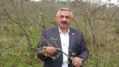 Zirai Don Fındık Tomurcuklarına Zarar Verdi, Rekolte Düşüşü Bekleniyor