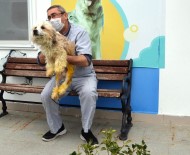 Ayakları Kırılan Köpek Tedavi Edildi