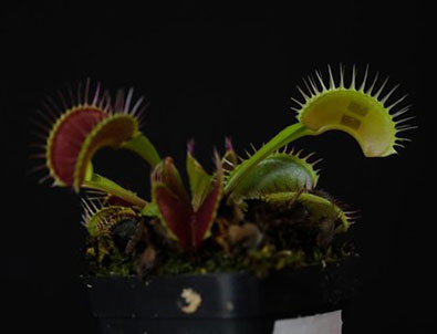 Bitkiyle iletişim kuruldu! Hayrete düşüren araştırma!