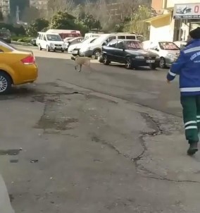 Rize'de Temizlik Görevlisi İle Süpürgesini Çalan Köpek Arasındaki Kovalamaca Cep Telefonu Kameralarına Yansıdı