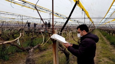 Üzüm Bağlarında Salkım Güvesi İle Mücadele Başlatıldı